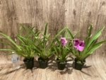 Double Spikes Miltoniopsis Pretty In Pink (3.5" pot) - Image 5