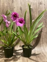 Double Spikes Miltoniopsis Pretty In Pink (3.5" pot) - Image 7