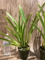 Triple Spikes Miltoniopsis Pretty In Pink (3.5" pot) - Image 6