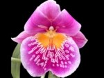 Double Spikes - Miltoniopsis Pink Lemonade (3.5” pot)