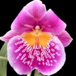 Double Spikes - Miltoniopsis Pink Lemonade (3.5” pot)