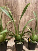 Double Spikes - Miltoniopsis Pink Lemonade (3.5” pot) - Image 5