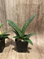 Paphiopedilum Eustaceanum (argus x superbiens v. curtisii) BS (3.5” pot) - Image 5