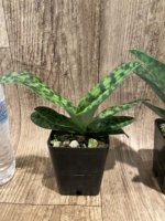 Paphiopedilum Eustaceanum (argus x superbiens v. curtisii) BS (3.5” pot) - Image 4