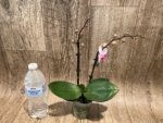 Double Spikes Phalaenopsis Younghome Pink Panther (3” Pot) - Image 6