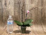 Double Spikes Phalaenopsis Younghome Pink Panther (3” Pot) - Image 5