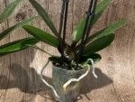 Double Spikes Phalaenopsis OX Manet (3.5" pot) - Image 8