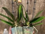 Double Spikes Phalaenopsis OX Manet (3.5" pot) - Image 10