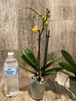 Double Spikes Phalaenopsis OX Manet (3.5" pot) - Image 6