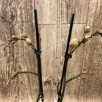 Double Spikes Phalaenopsis Fangmei Sweet (3.5" pot)