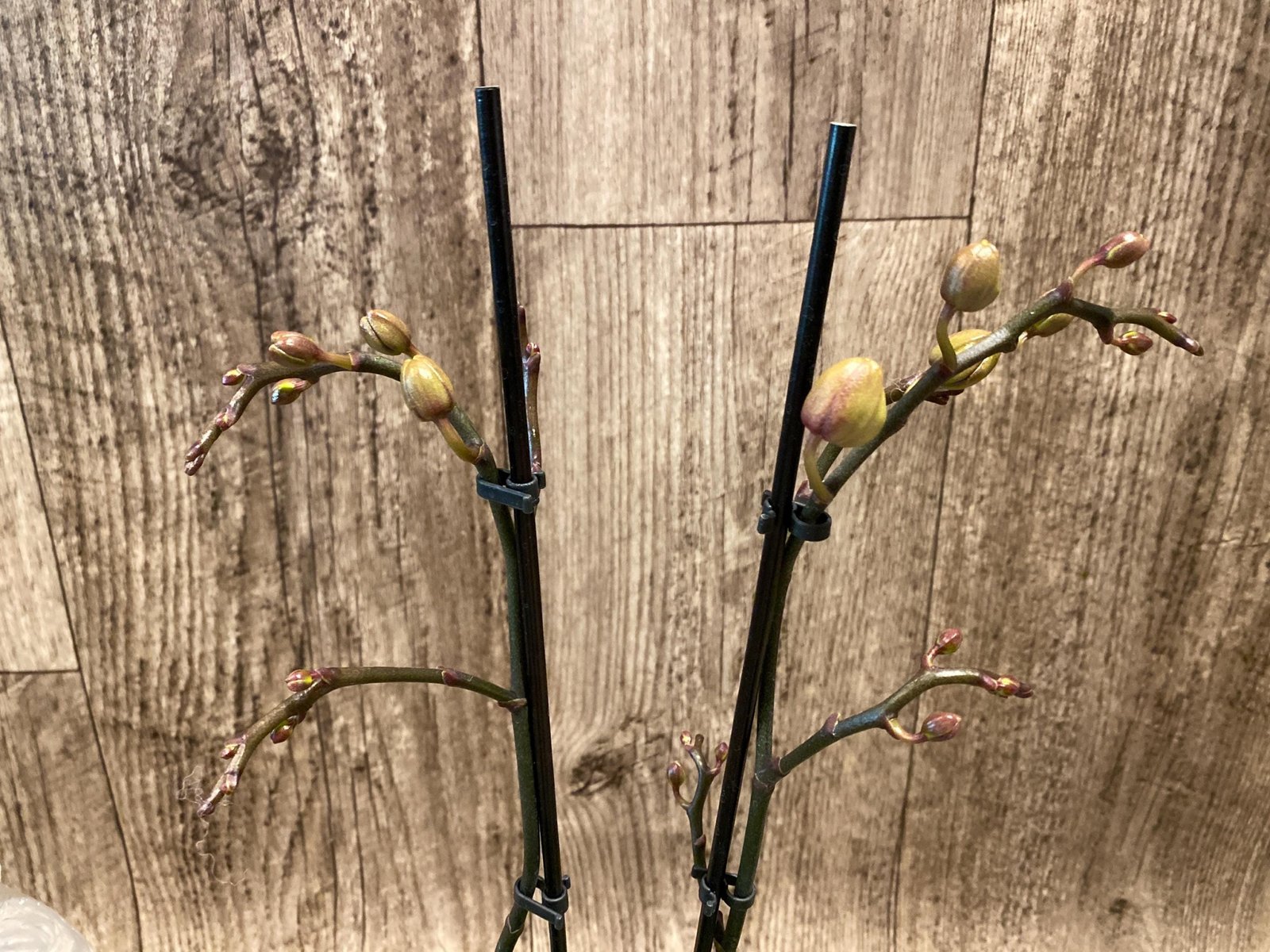 il_fullxfull.7950933529_tljk.jpg Double Spikes Phalaenopsis Fangmei Sweet (3.5" pot) - Image 1