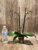 Double Spikes Phalaenopsis Fangmei Sweet (3.5" pot) - Image 2