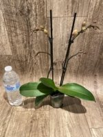 Double Spikes Phalaenopsis Fangmei Sweet (3.5" pot) - Image 4