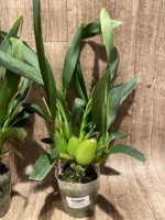 6 Spikes - Odontocidium Catatante ‘Sun King’ (3.5” pot) - Image 7