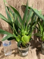 6 Spikes - Odontocidium Catatante ‘Sun King’ (3.5” pot) - Image 6