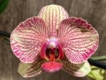 Double Spikes Phalaenopsis I-Hsin Spot Leopard (4.5" pot) - Image 3