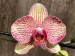 Double Spikes Phalaenopsis I-Hsin Spot Leopard (4.5" pot) - Image 4