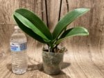 Double Spikes Phalaenopsis I-Hsin Spot Leopard (4.5" pot) - Image 8