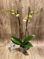 Double Spikes Phalaenopsis I-Hsin Spot Leopard (4.5" pot) - Image 5