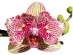 Double Spikes Phalaenopsis I-Hsin Spot Leopard  ‘Peloric’ (4.5" pot) - Image 2