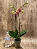 Double Spikes Phalaenopsis I-Hsin Spot Leopard  ‘Peloric’ (4.5" pot) - Image 6