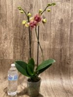 Double Spikes Phalaenopsis I-Hsin Spot Leopard  ‘Peloric’ (4.5" pot) - Image 5