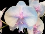 Phalaenopsis Pink Blush Big Lip (4.5” Pot)