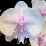 Phalaenopsis Pink Blush Big Lip (4.5” Pot)