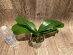 Phalaenopsis Pink Blush Big Lip (4.5” Pot) - Image 6
