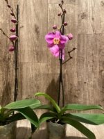 In Spikes Phalaenopsis OX Yellow Lip (4.5” Pot) - Image 7