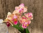 In Spike Phalaenopsis‘Peloric’ (3.5" pot) - Image 4