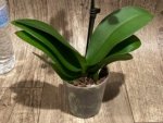 In Spike Phalaenopsis‘Peloric’ (3.5" pot) - Image 7