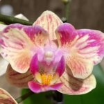 In Spike Phalaenopsis‘Peloric’ (3.5" pot)