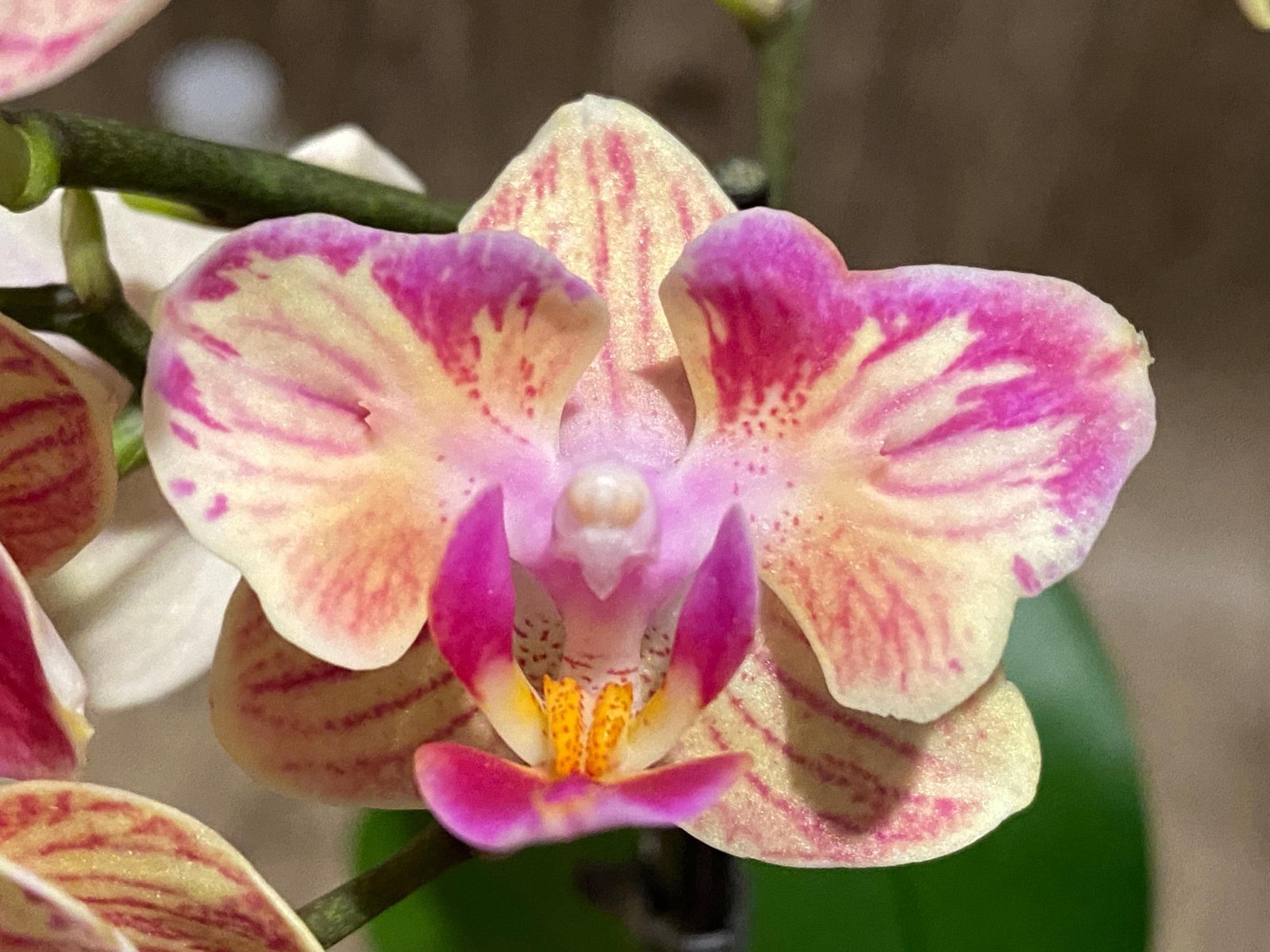 il_fullxfull.7951371967_kh8j.jpg In Spike Phalaenopsis‘Peloric’ (3.5" pot) - Image 1