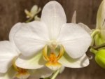 Double Spikes Phalaenopsis Novelty NOID (3" pot) - Image 3