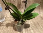 Double Spikes Phalaenopsis Novelty NOID (3" pot) - Image 9