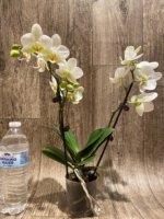 Double Spikes Phalaenopsis Novelty NOID (3" pot) - Image 7