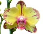 Double Spikes Phalaenopsis Papagayo (3.5" pot) - Image 2
