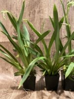 Double Spikes Miltoniopsis Breathless ‘Fireworks’ (3.5" Pot) - Image 3