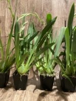 Double Spikes Miltoniopsis Breathless ‘Fireworks’ (3.5" Pot) - Image 5