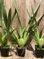 Double Spikes Miltoniopsis Lila Fearneyhough 'Ethel’ (3.5” Pot) - Image 4