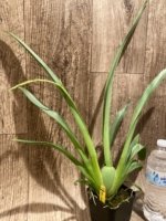 In Spike Miltoniopsis Lila Fearneyhough 'Ethel’ (3.5” Pot) - Image 2