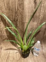 In Spike Miltoniopsis Lila Fearneyhough 'Ethel’ (3.5” Pot) - Image 3