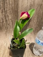 In Bud Rlc. Star Platinum #2 (3.5 pot) - Image 2