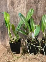 Rlc. Amazing Bangkok BS (3.5" pot) - Image 5