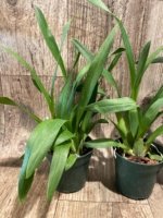 Miltassia Lavender Kiss 'Lavender Taffy' (3" pot) - Image 4