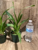 Miltassia Lavender Kiss 'Lavender Taffy' (3" pot) - Image 6