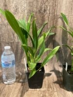 Miltassia Shelob 'Tolkien' (3.5" pot) - Image 4