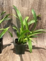 Miltassia Shelob 'Tolkien' (3.5" pot) - Image 5