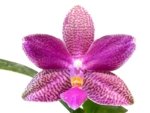 In Bloom Phalaenopsis I-Hsin Venus x lueddemanniana (2.5” Pot) - Image 2